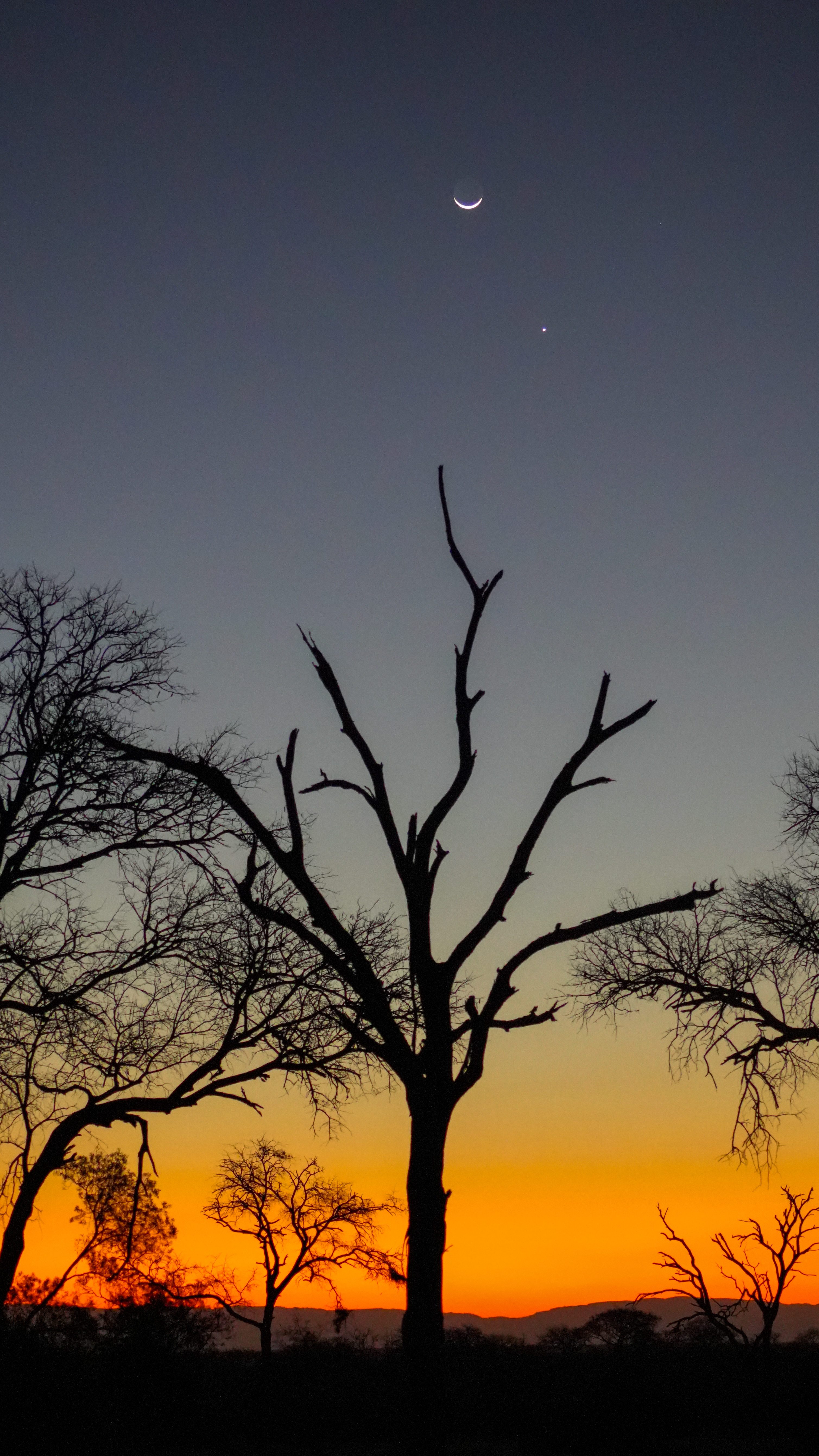 South African Tree